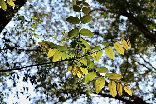 forest  a branch  foliage