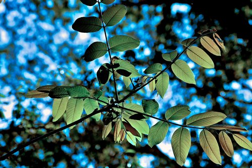 forest  a branch  foliage