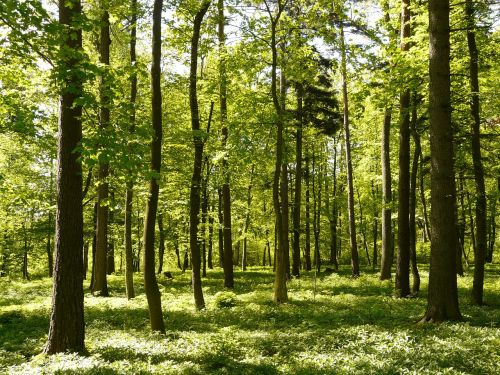 forest spring sunlight