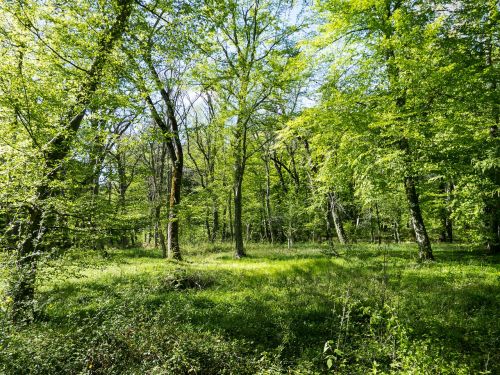 forest trees nature