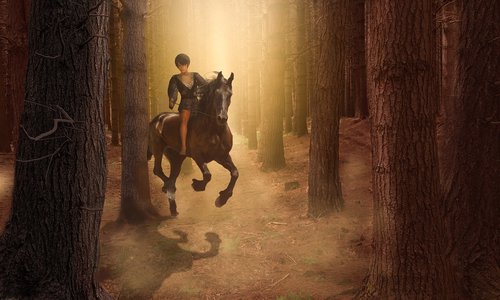 forest  horse  girl