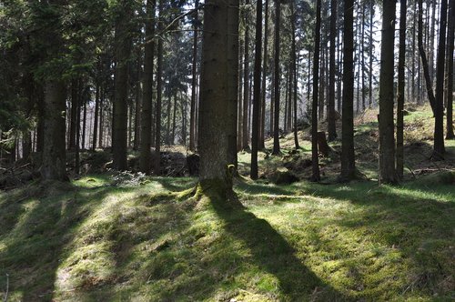 forest  trees  landscape