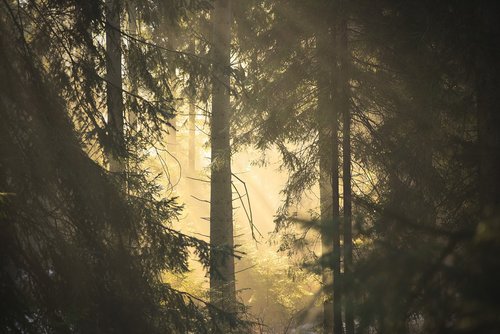 forest  the sun  fir