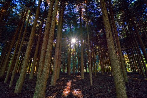 forest  sun  rays