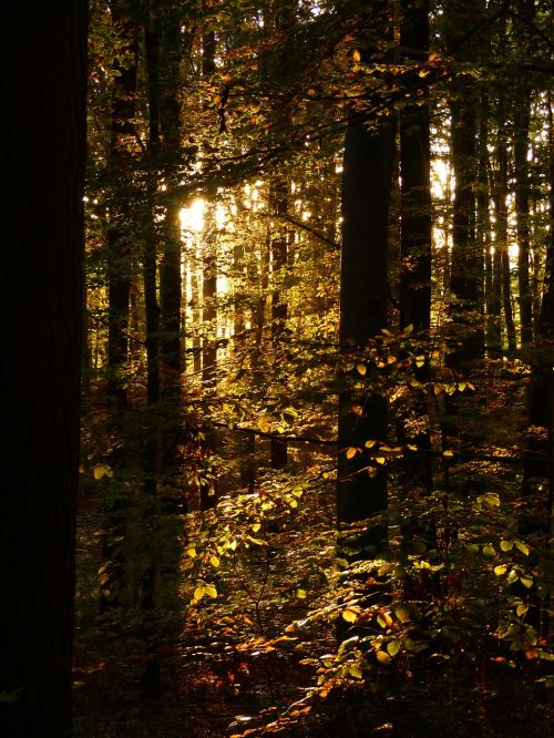 forest trees autumn forest