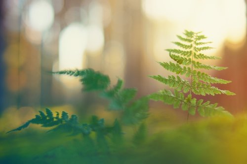 forest  light  fern