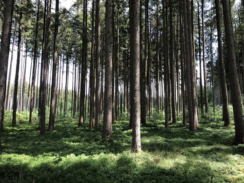 forest  nature tree  landscape