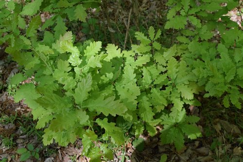 forest  green  nature