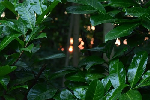 forest  leaves  green