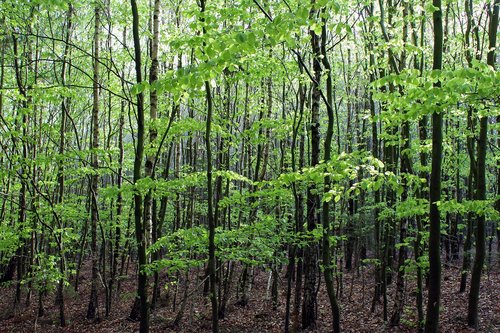 forest  trees  spring