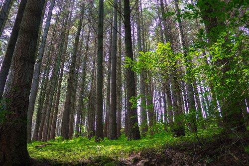 forest  trees  sunlight