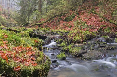 forest  creek  spring