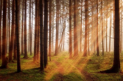 forest  trees  sunbeam