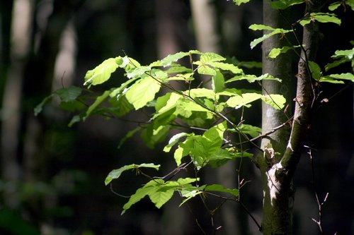 forest  light  tree