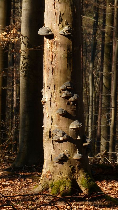 forest tree mushroom