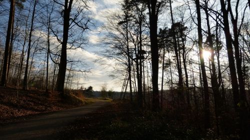 forest sun sunset