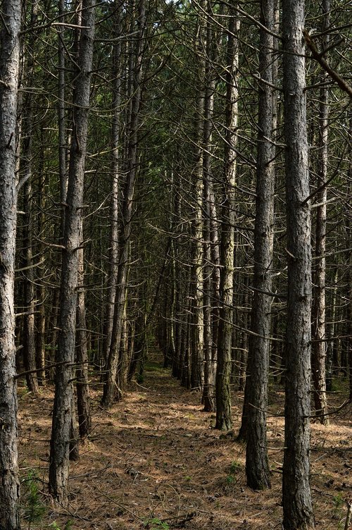 forest  germany  deutschland