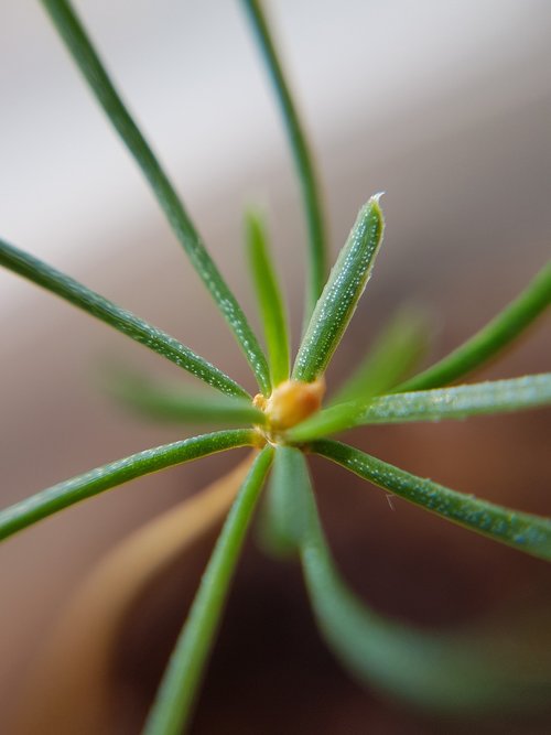 forest  conifer  tree