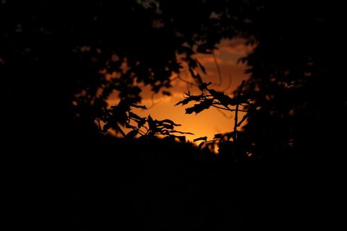 forest sunset leaves