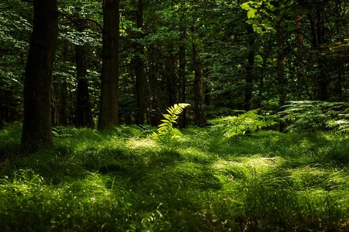 forest  fern  nature