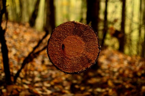 forest  autumn  nature