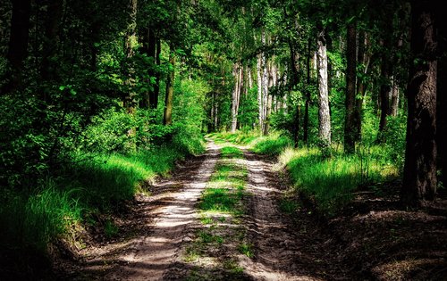 forest  way  the path