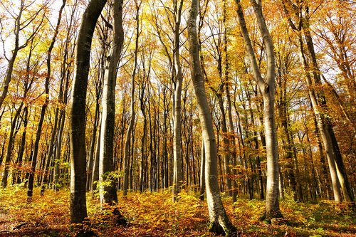 forest  wood  nature