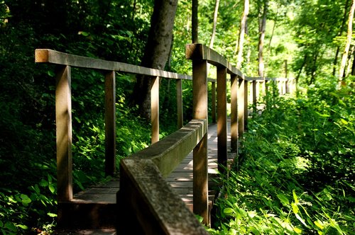 forest  wood  trees