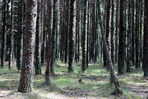 forest  trunks  trees