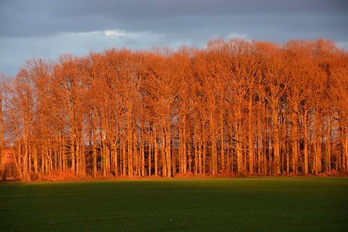 forest  sunlight  autumn