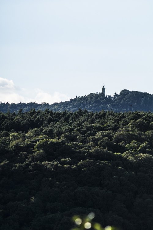 forest  tower  landscape