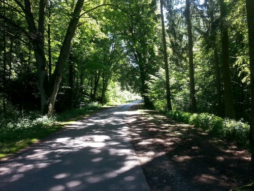 forest forest path road