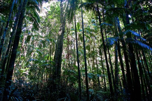 forest  tropical  light