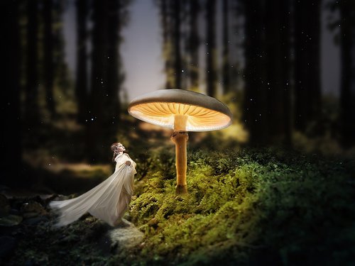 forest  mushroom  dark