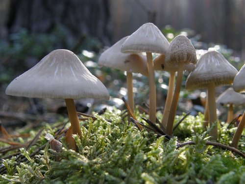 forest  mushrooms  in the fall
