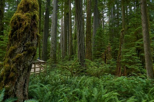 forest  rainforest  nature