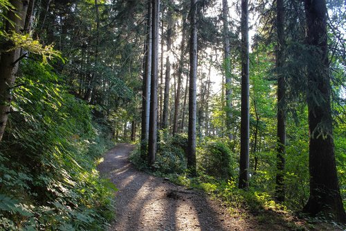 forest  forest path  sunbeam