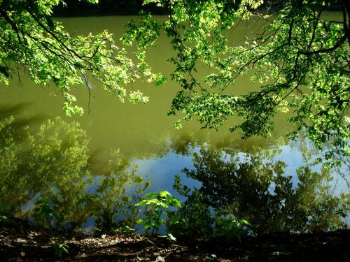 forest pond trees