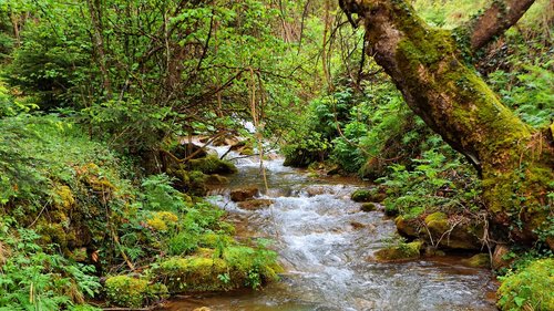 forest  river  nature