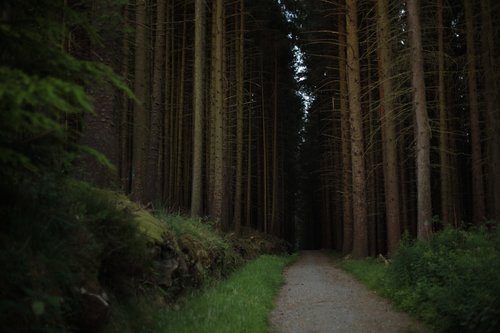 forest  nature  woods