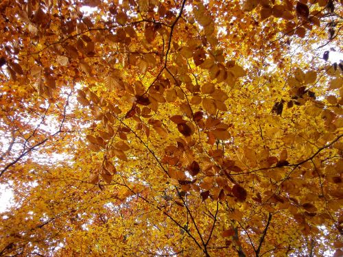 forest autumn nature