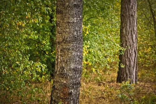 forest  trees  nature