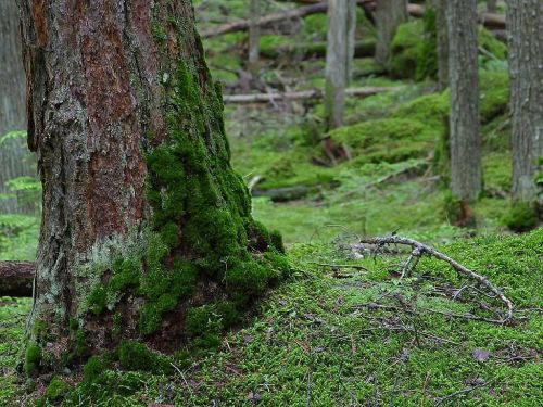 forest moss green