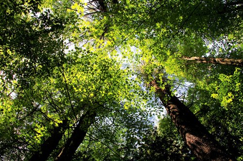 forest  trees  leaves