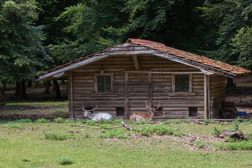 forest  hut  nature