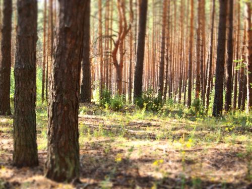 forest trees nature