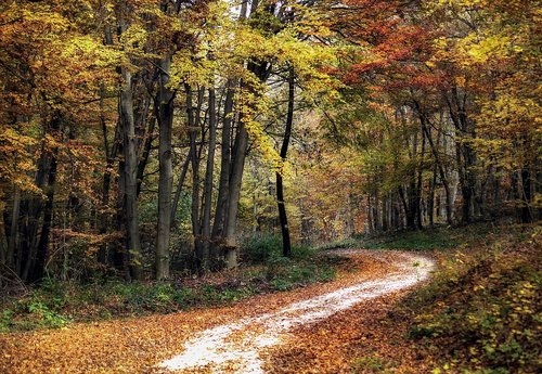 forest  autumn  road