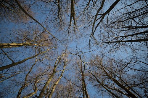 forest  trees  nature