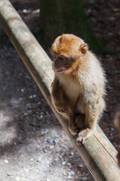 forest  monkey  nature