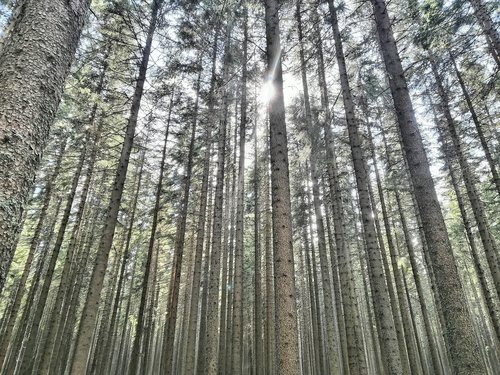 forest  nature  trees